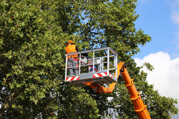 How Our Tree Care Process Works  in Jamestown, NC